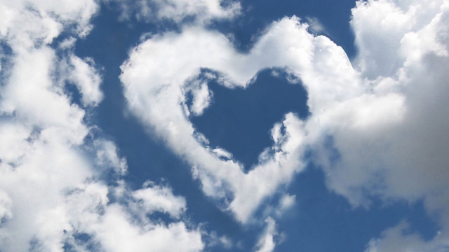 园林绿化用鸡冠花杯苗