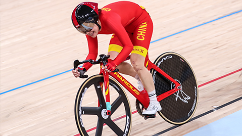 优发国际：园林绿化植物橡皮树